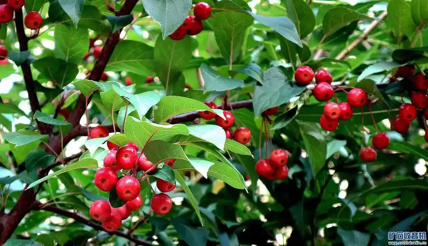 秋海棠红红的果美