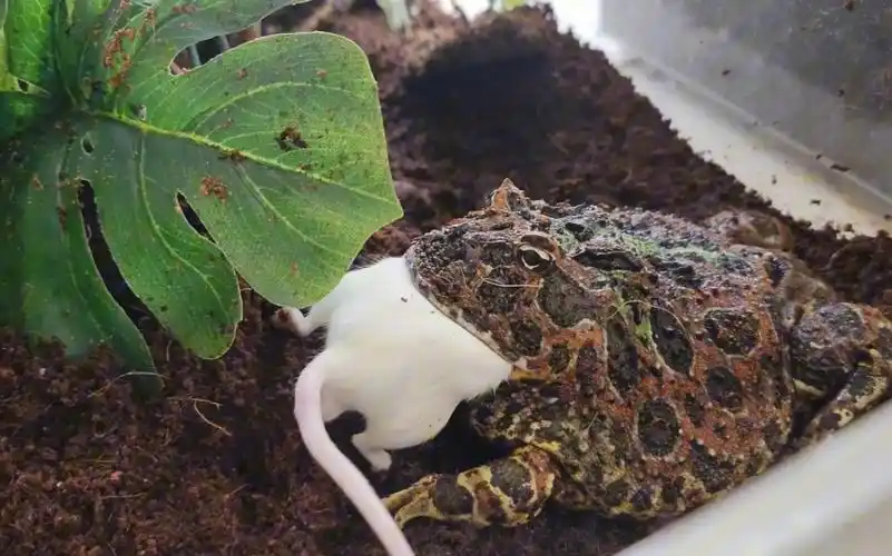 角蛙狂吃大老鼠!