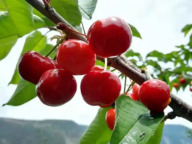 汶川车厘子已成熟,车厘子(甜樱桃)铁含量较高,每百克樱桃中含铁量高达