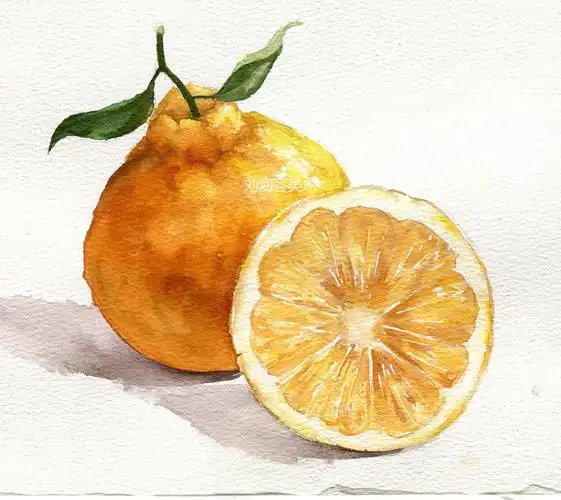 用水彩教你画水果初级课程(组合)