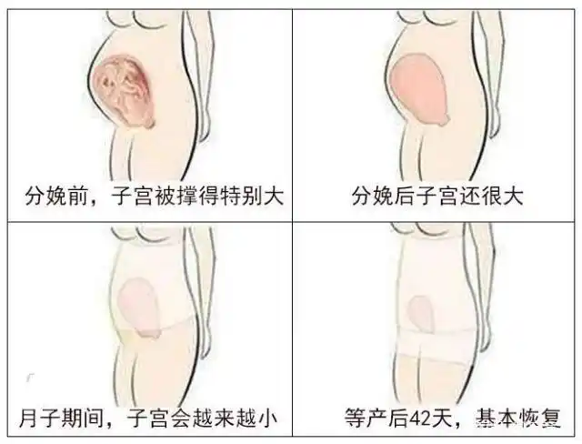 从怀孕到分娩,女性的子宫发生了什么变化?这几张图片告诉你答案