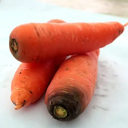 胡萝卜河南遂平容大农场只发广东