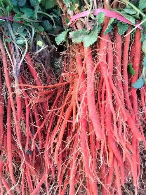 亳州市凡一合作社(图)-丹参种子公司-大庆丹参种子