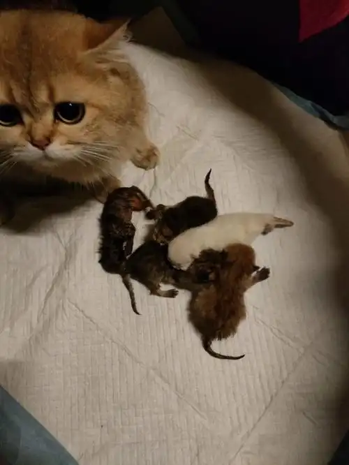 小猫四个月 疫苗接种完成 新手养猫风险低我那么良心的卖家 铲屎官快