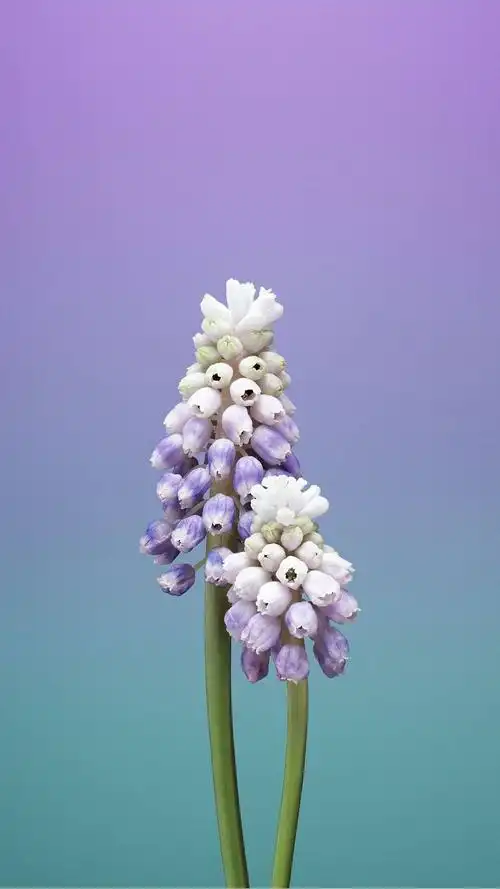 10张iphone x内置壁纸高清下载 苹果x官方自带壁纸推荐