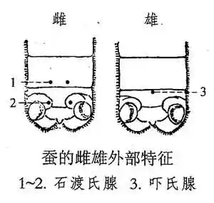 科学四下第二单元给蚕宝宝记日记参考资料