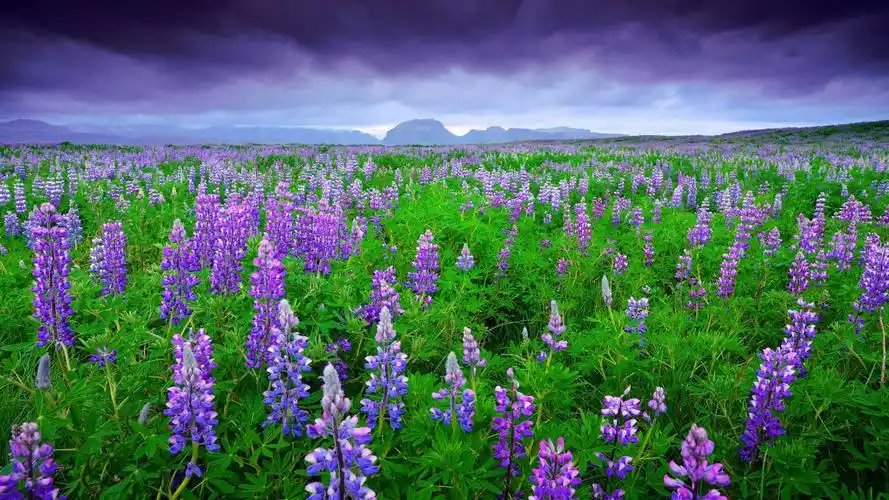 花草树木 冰岛风景 羽扇豆 山 天空 自然桌面壁纸壁纸(风景静态壁纸)