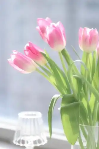 唯美郁金香 郁金香