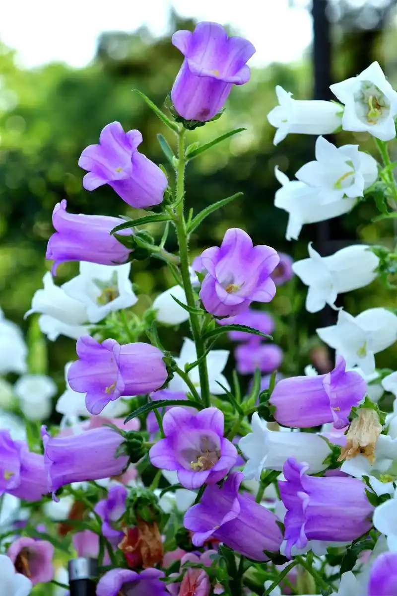 夏季风铃草养护指南 风铃草是一种美丽的观赏植物,夏季是其生长旺盛的