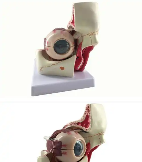 眼睛结构模型 人体教学眼球解剖结构模型可拆卸儿童仿真眼睛玩具医学