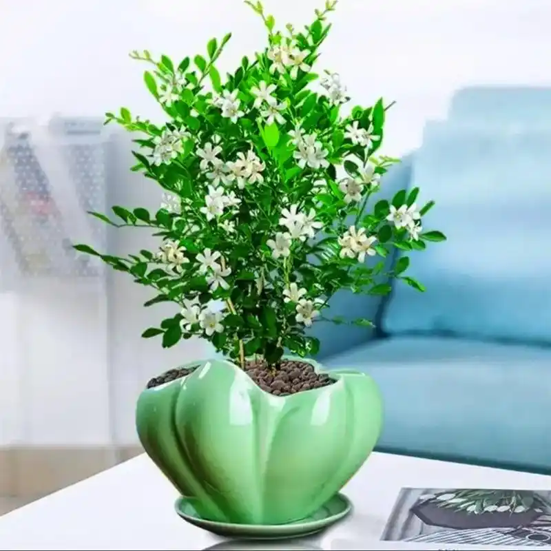 图文掘金计划 清香驱蚊虫的九里香#适合室内摆放的花卉盆栽推 - 兑趑