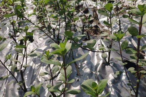 8/棵  江西单叶蔓荆子苗