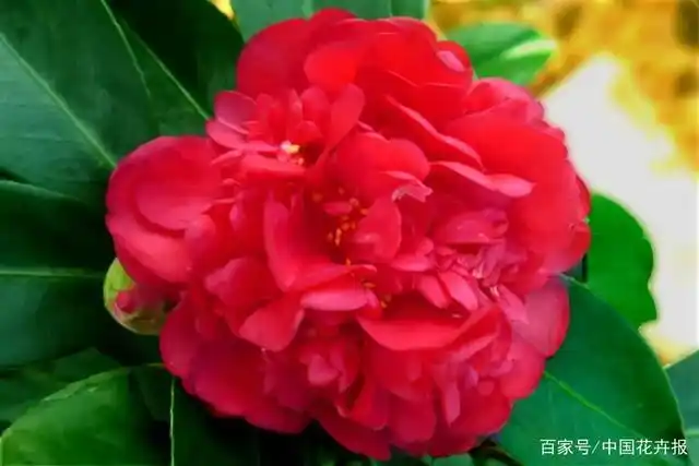 【品鉴】"中国好品种"夏日七心四季茶花:高雅与娇艳兼备