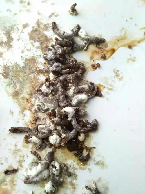 关于画眉鸟粪便的简单知识