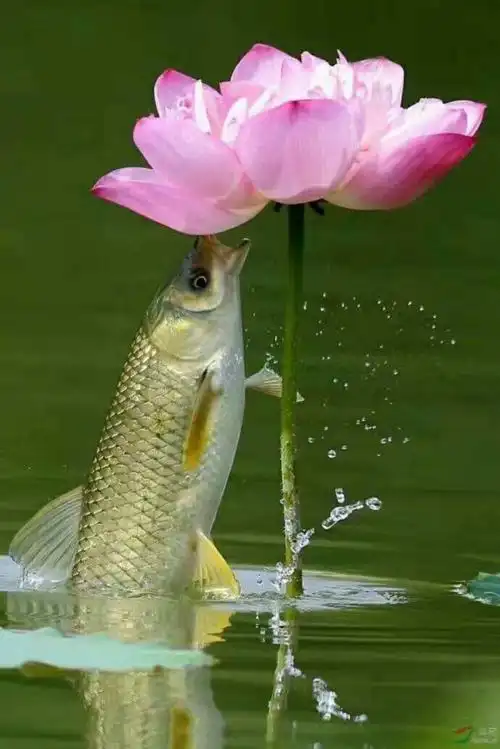 鱼荷情浓大有欢!