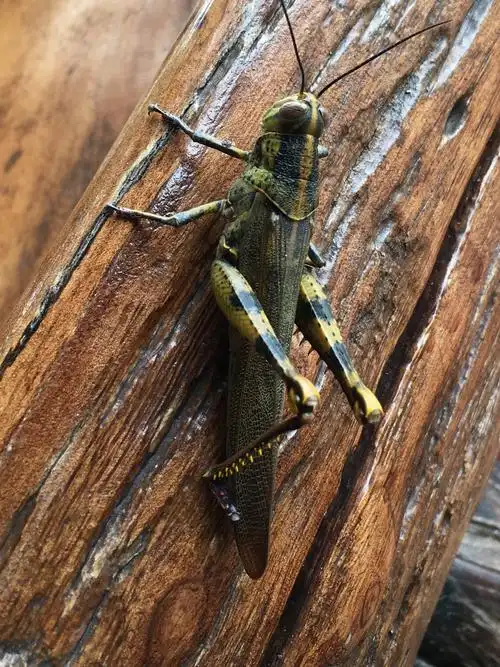 原来是好大一只草蜢,草蜢的腿部很发达,为了保护自己,抓它的时候它