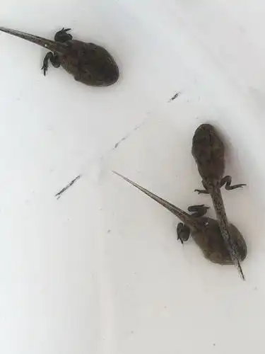 蝌蚪变青蛙剪纸