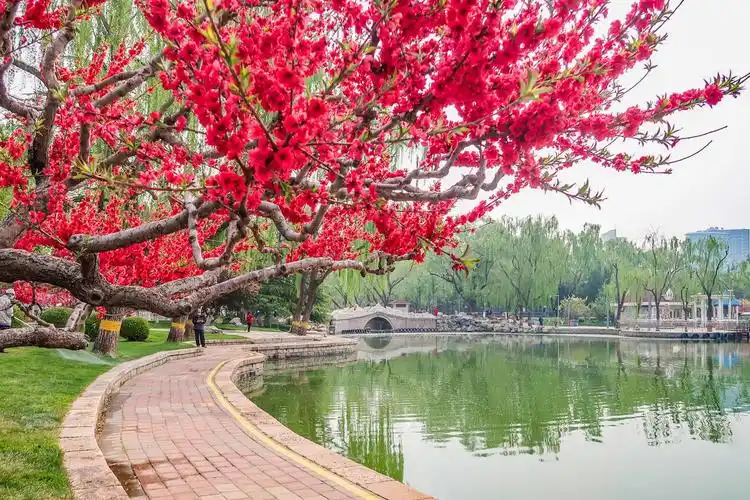 2020年春天的脚步挡不住(三)龙潭湖美景拍不够 - 美篇