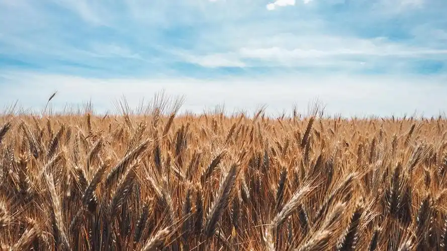 麦穗丰收的美景