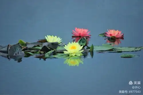 余生,做一朵盛开的睡莲