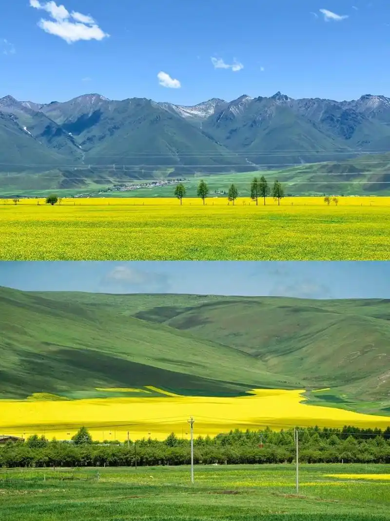 这是我最最最喜欢的地方,也是我来的目的,雪山下的一望无际的草原