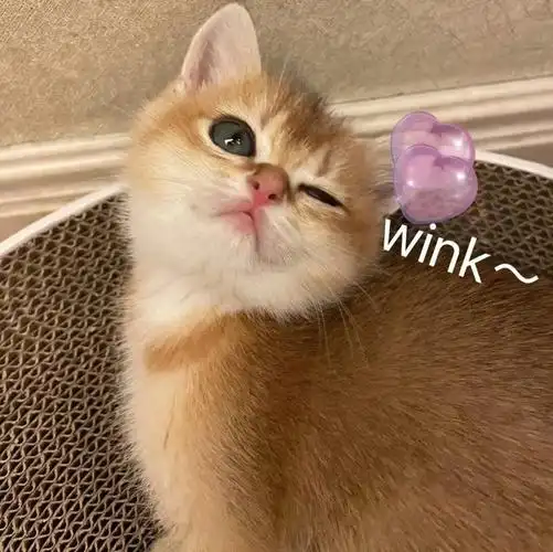 金渐层长相可爱,性格温顺,是非常多人养的一种猫咪.