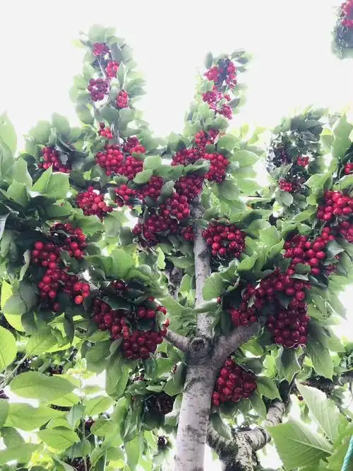 昌都市区车厘子预订,原产地直送,市区五斤起送上门,预订起来,隔天尝鲜