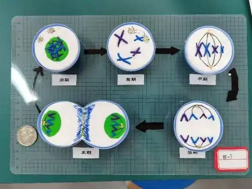 本次比赛得分最高的作品,动物细胞有丝分裂模型,实至名归!