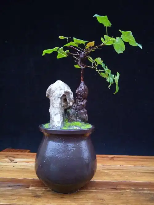 盆景大师匠心制作的小型盆景,景小意境大,造型一点都不差