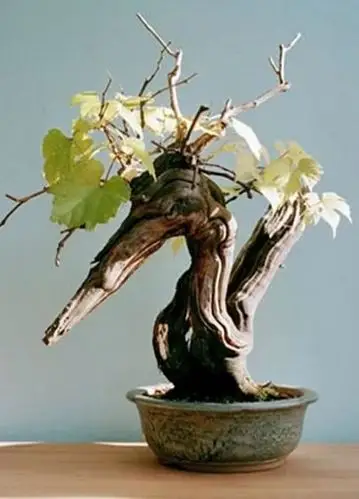 葡萄盆景的制作与鉴赏(原创首发)