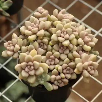 群生多头爆盆丸叶姬秋丽多肉植物盆栽老桩肉肉植物绿植花卉