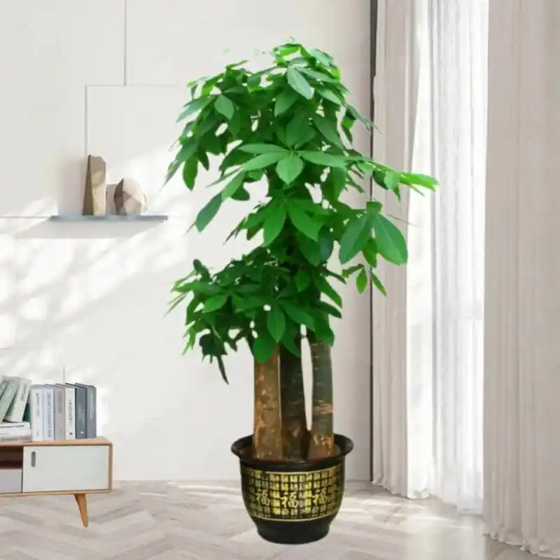 发财树盆栽大棵室内摆客厅大型步步高招财树绿植物办公室乔迁开业