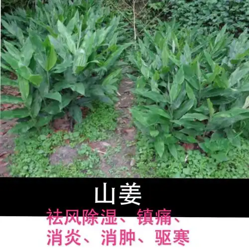 山姜,又名白姜,适用于虚寒失火,妇女宫寒,上孕难的症状,是祛风驱寒