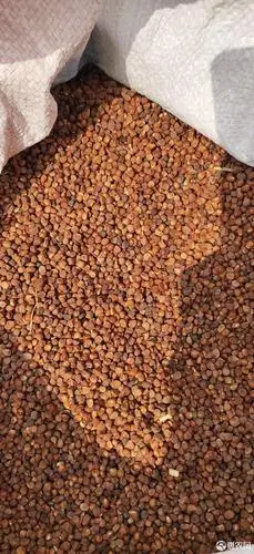 [马兰花种子批发]马兰花种子 马莲种子价格7元/斤 - 惠农网