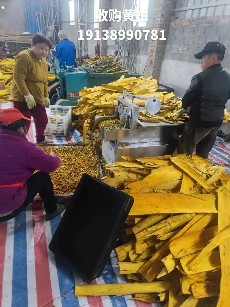 生意要想做的好, 品质少不了 ,收购黄柏,有好货的来#中药材 - 抖音
