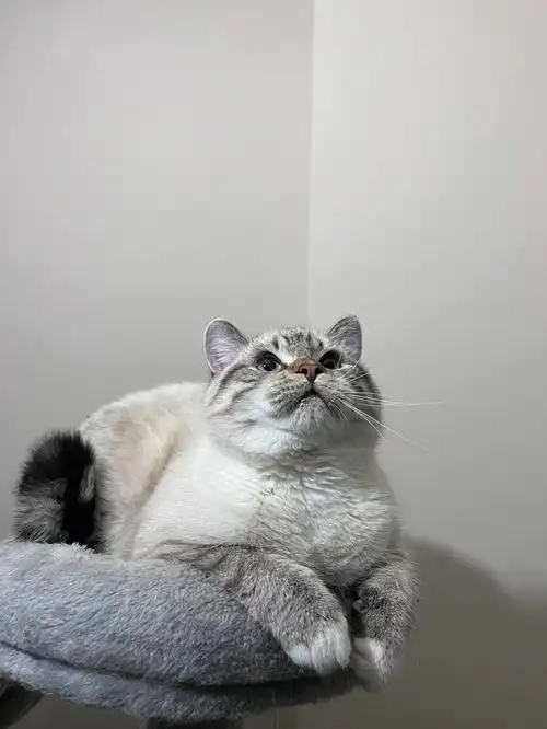 山猫纹金点渐层英短真的看起来好有礼貌哦