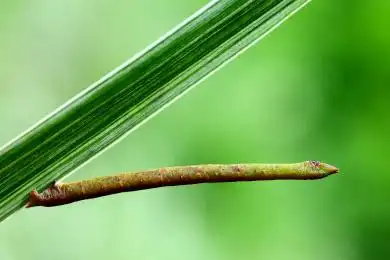 尺蛾幼虫 蛾 尺蛾