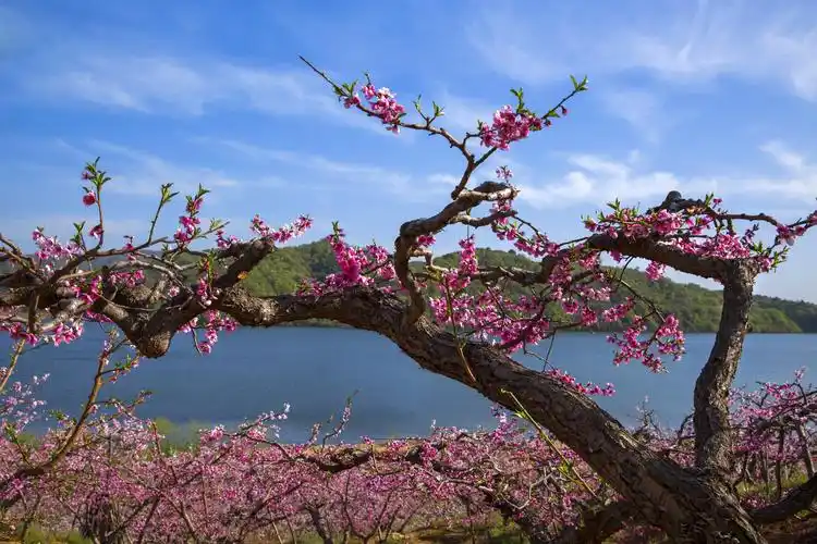 在那桃花盛开的地方