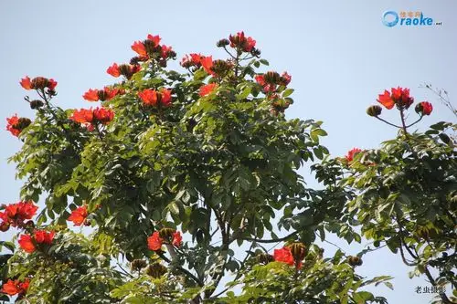 火辣辣的火焰木开花啦