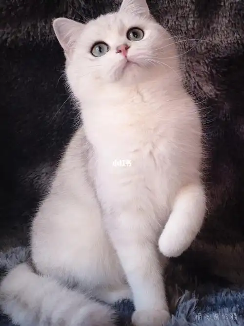 英短银渐层妹妹_英短_英短银渐层_宠物_猫