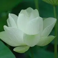 好看的荷花微信头像图片【点击鼠标右键下载】