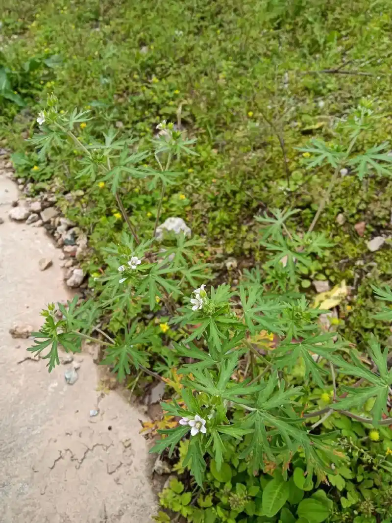 野老鹳草是生命力顽强的杂草,在贫瘠的土壤也能繁 成熟时,基部 - 抖音