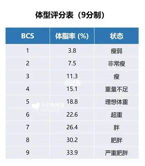 你的兔子胖不胖71|附侏儒兔体重参考