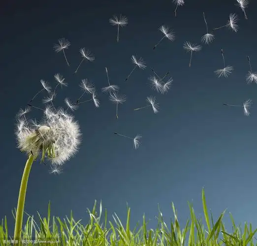 夭折的蒲公英