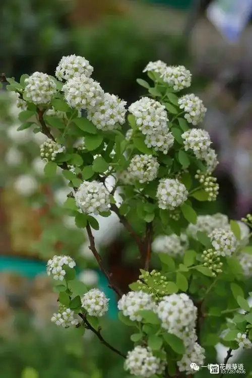 珍珠绣线菊(喷雪花)