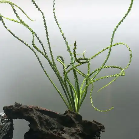 优鱼自然草缸水草细叶龙鞭草中后景草小喷泉鱼缸造景小龙鞭2045