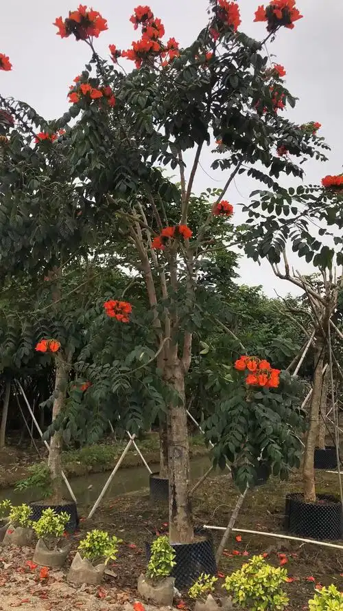 漳州火焰木,火焰木10公分,火焰木花期,火焰木基地
