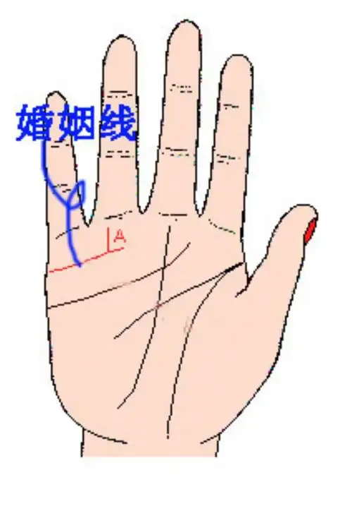 女人手相事业线图解_女人婚姻手相图解_手相婚姻线图解