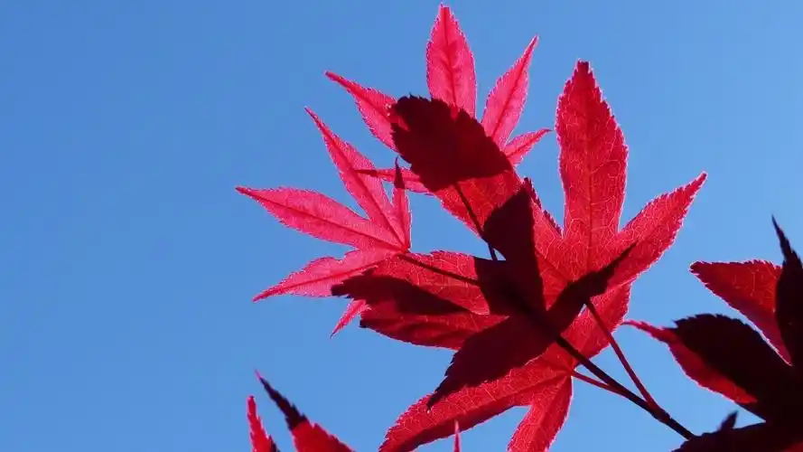 红色枫叶无水印电脑桌面高清壁纸_电脑壁纸风景壁纸图片_乐美图网