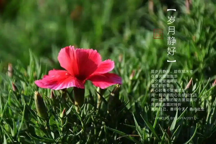 愿光阴含笑,岁月静好